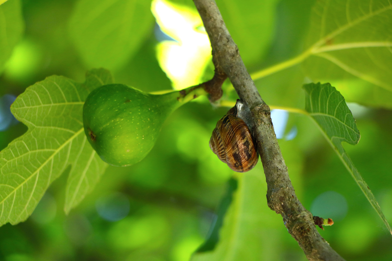 Dried figs Tree